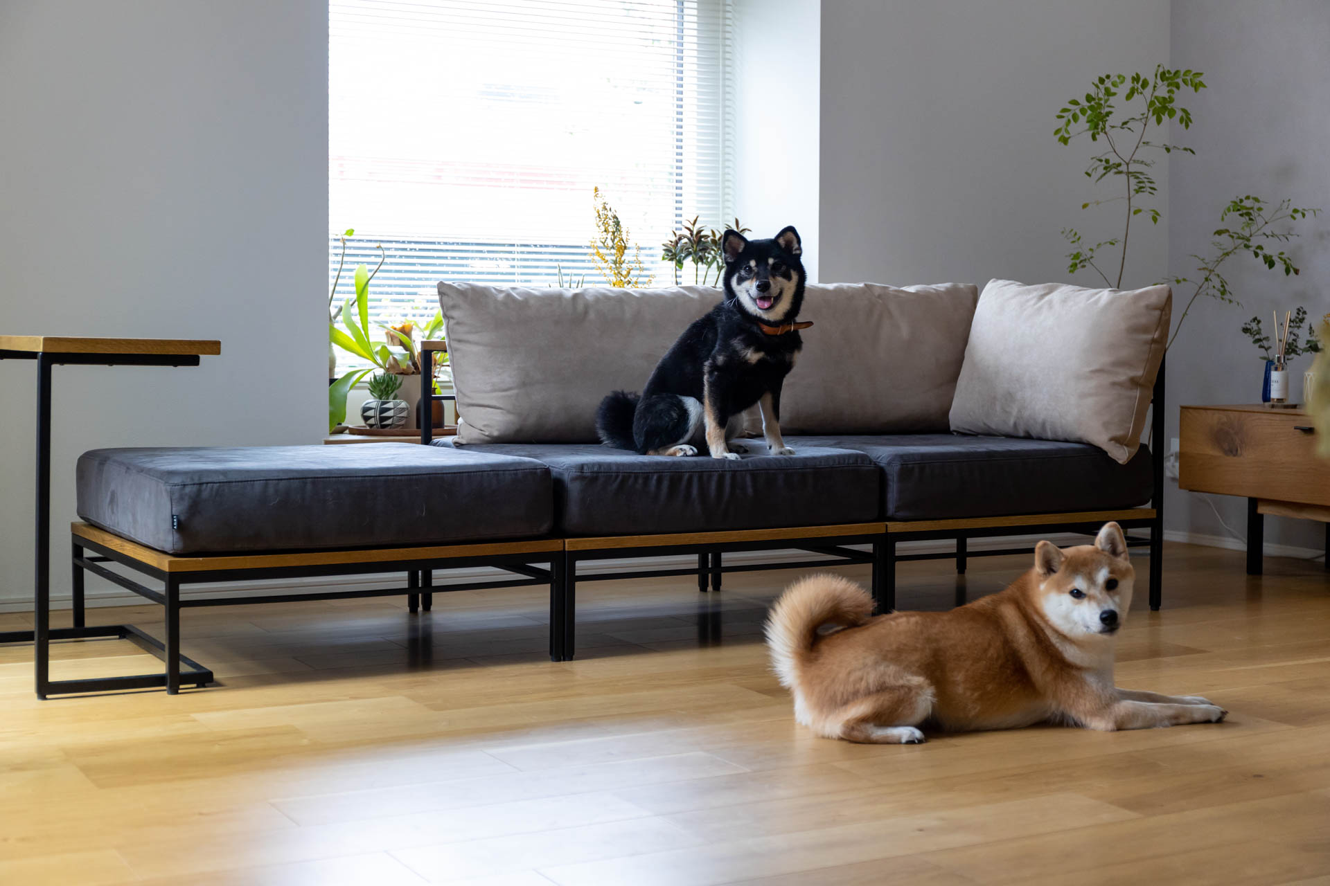 ADRS カーラ ソファ ペット対応生地