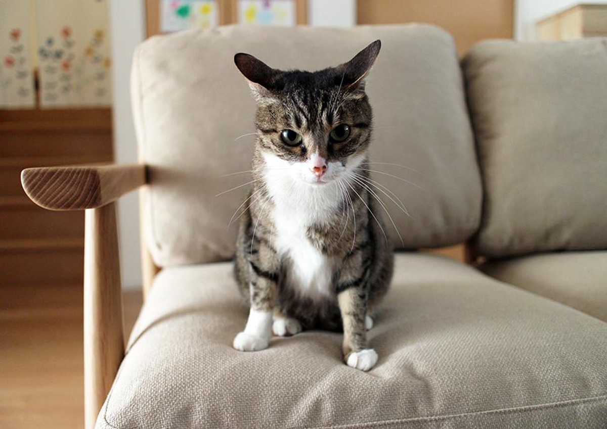 お部屋のご紹介 愛知県I様  かわいらしくも凛とした佇まいのあるSIEVE ハーフ ソファ3人掛け
