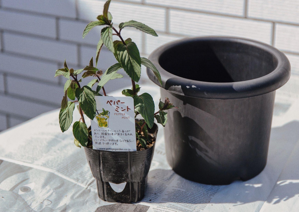 お家時間を楽しめる プランターへハーブの苗を植え直す方法